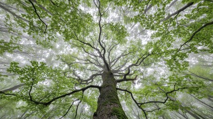 Fototapeta premium Towering tree branches reach up, forming a green canopy in misty, bright forest