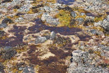 Colorful tide pool with seaweed, rocks, and marine life at low tide, showcasing vibrant textures