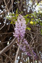 spring Wisteria flower in full blossom of Forbidden City, Beijing