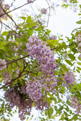 spring Wisteria flower in full blossom of Forbidden City, Beijing