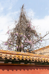 spring Wisteria flower in full blossom of Forbidden City, Beijing