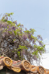 spring Wisteria flower in full blossom of Forbidden City, Beijing