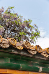 spring Wisteria flower in full blossom of Forbidden City, Beijing