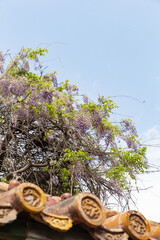 spring Wisteria flower in full blossom of Forbidden City, Beijing
