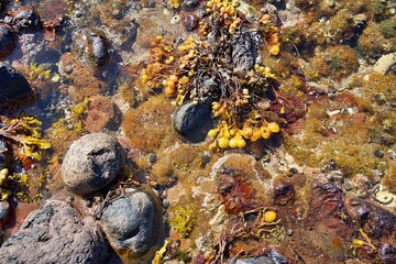Colorful tide pool with seaweed, rocks, and marine life at low tide, showcasing vibrant textures