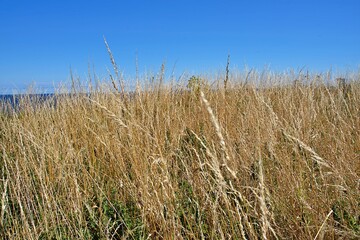 Close-up of tall yellow grass on the coastline with a blue sky backdrop