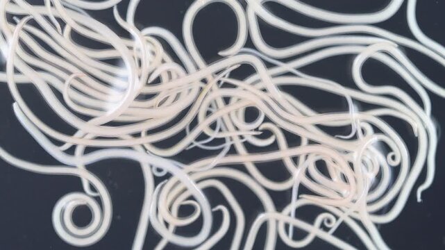 The nematodes (Nematoda), roundworms or eelworms constitute the phylum Nematoda. Species in the phylum inhabit a broad range of environments. Found in freshwater crabs.