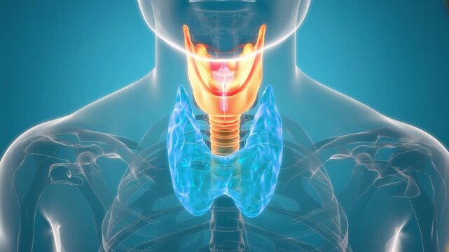 3D Medical Animation Showing Human Thyroid Gland and Throat Anatomy