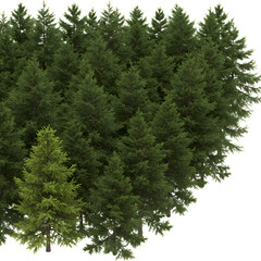 Dense Green Forest of Evergreen Trees with Sunlight Photo