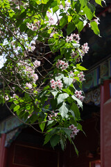spring catalpa flower in full blossom of Fobidden City, Beijing
