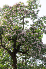 spring catalpa flower in full blossom of Fobidden City, Beijing
