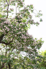 spring catalpa flower in full blossom of Fobidden City, Beijing