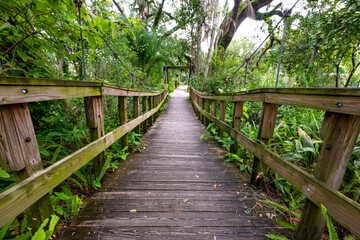 Wooden Boardwalk Through Tropical Forest
