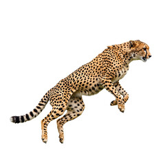 Fast cheetah captured mid-jump, isolated on a transparent background, highlighting its slender body, spotted coat, and incredible speed, perfect for wildlife, sports, and dynamic action design project