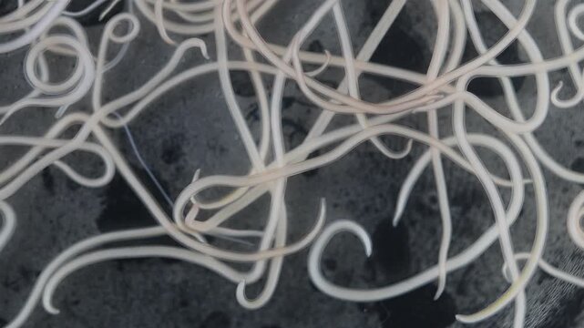 The nematodes (Nematoda), roundworms or eelworms constitute the phylum Nematoda. Species in the phylum inhabit a broad range of environments. Found in freshwater crabs.