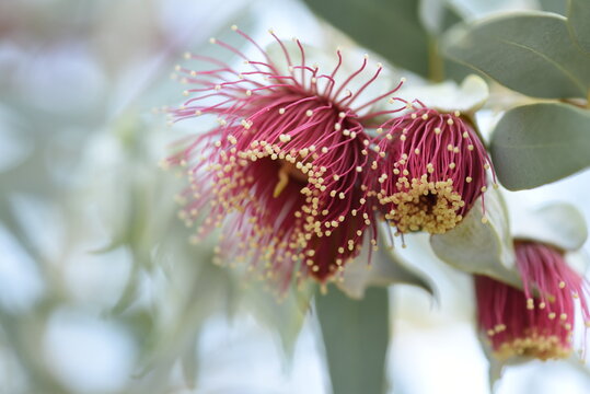 Eucalyptus macrocarpa flowers in boom at Kings Park Western Australia
