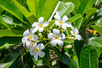 White Frangipani flower Plumeria alba with green leaves