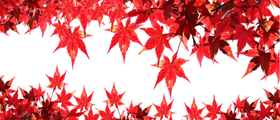 Bright red maple leaves in autumn isolated on white background.