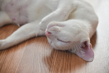 white cat sleeping on the floor