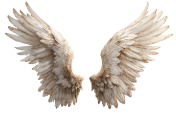 Pair of large, detailed angel wings.  Feathery, light beige wings, spread wide against a black background.  Texture and detail are evident