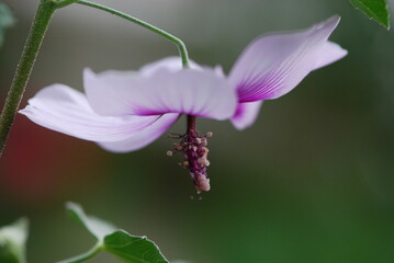 Hibiscus flower with purple graduating to white petals