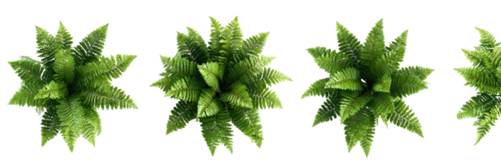 Four stylized fern-like plants