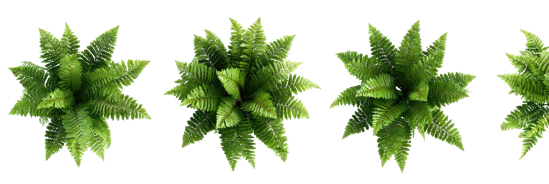 Four stylized fern-like plants - Powered by Adobe