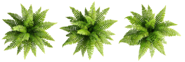 Overhead view of three ferns