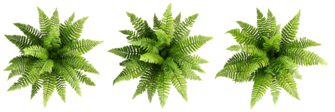 Overhead view of three ferns