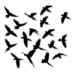 Obraz premium Black silhouettes of flying birds