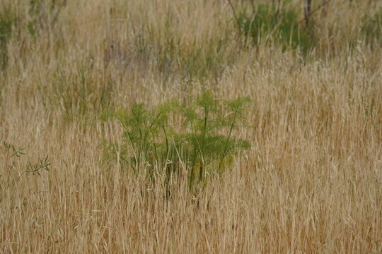 Wild fennel (lat. - Foeniculum vulgare) in dry grass