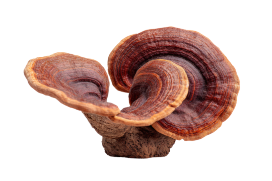 Close-up of a vibrant, reddish-brown, bracket fungus.  Its layered,  fan-like caps radiate outward.  Darker, swirling patterns accentuate its texture.  Isolated against a pure black background