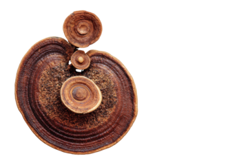 Close-up of a textured, circular, brown fungus with concentric rings and smaller, round formations on top