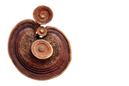 Close-up of a textured, circular, brown fungus with concentric rings and smaller, round formations on top
