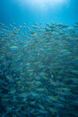 School of snapper fish