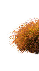 Illustration Of A Golden Ornamental Grass With Black Transparent Background