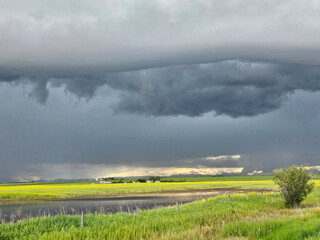 Dramatic and ominous summer thunderstorm clouds gather over a canola field as the storm approached..