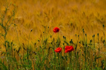 3 Poppies on the meadow