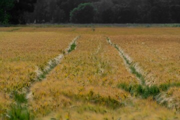 Track of a large tractor