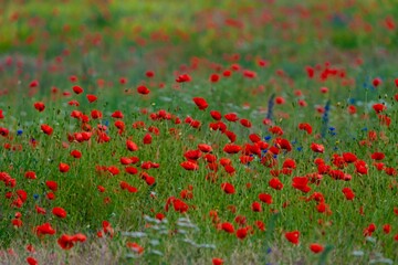 A lot of poppies on the meadow