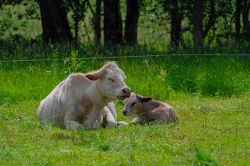 Mother cow lies with her calf