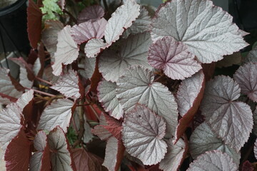 red and green leaves