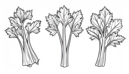 Three celery stalks illustration
