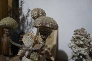 white mushroom on a wooden fence
