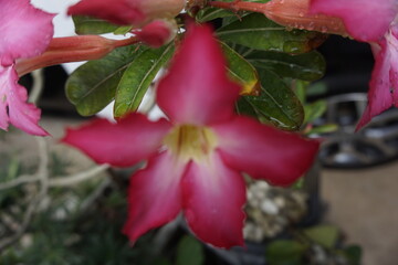 red rose in the garden