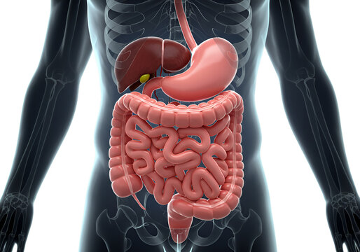 Detailed 3D Medical Illustration of Human Digestive System on Transparent Background