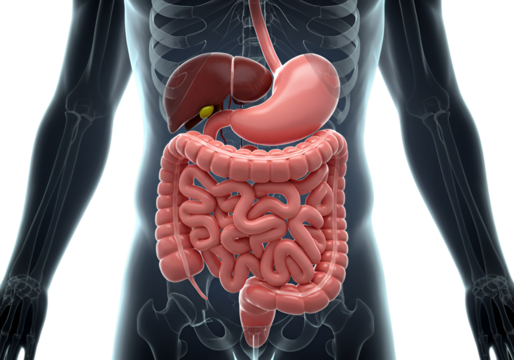 Detailed 3D Medical Illustration of Human Digestive System on Transparent Background - Powered by Adobe