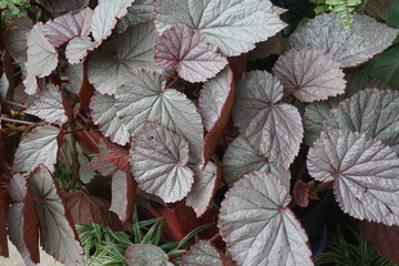 red and green leaves