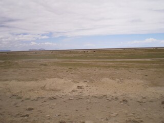 A barren desert landscape with a few cows scattered around