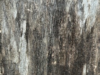 Closeup of aged wooden surface with deep cracks and rough texture. Weathered cracked wood texture...